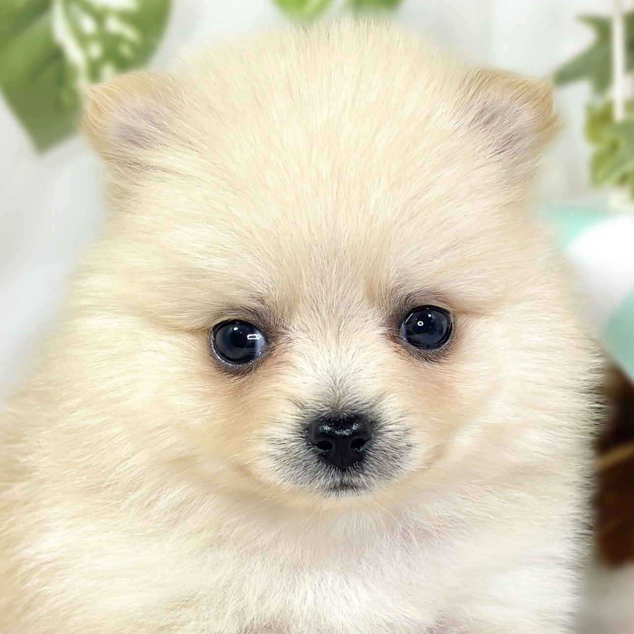ポメラニアン女の子の写真
