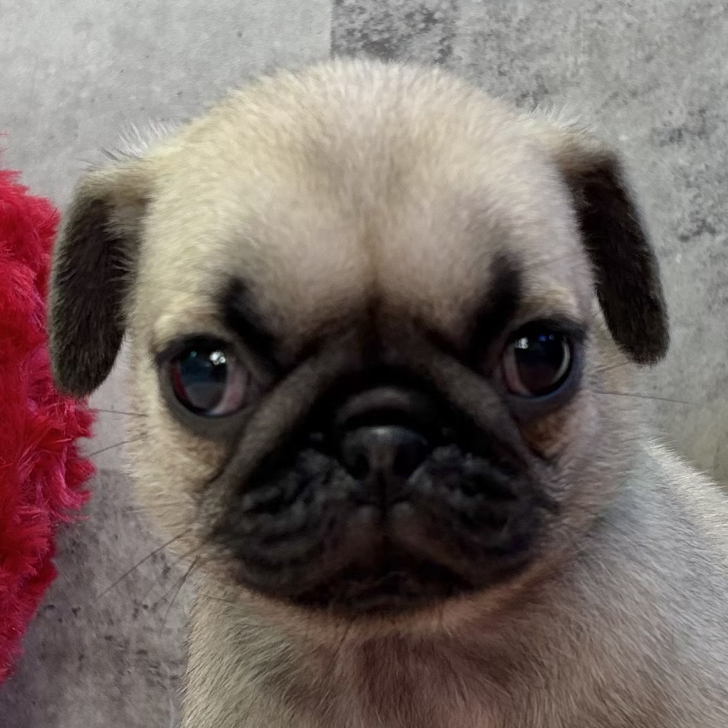 パグ女の子の写真