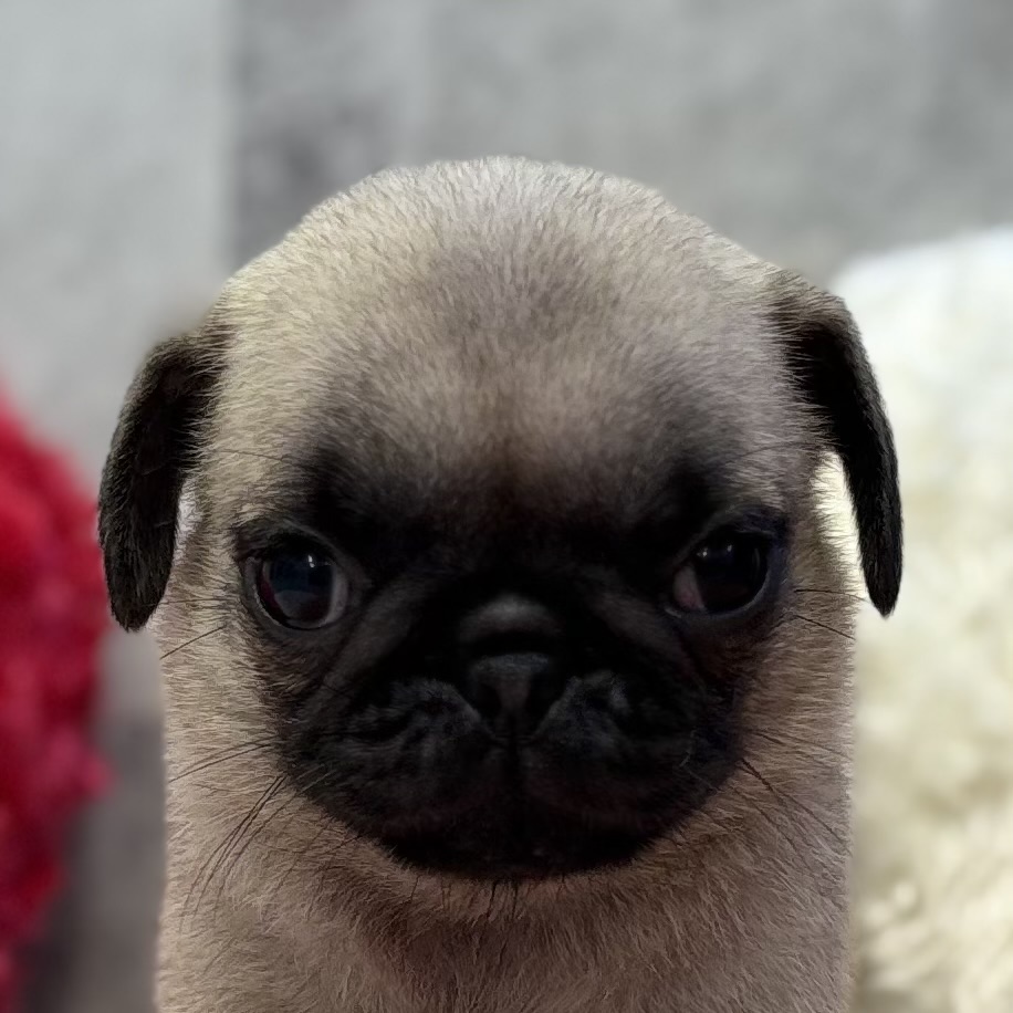 パグ女の子の写真