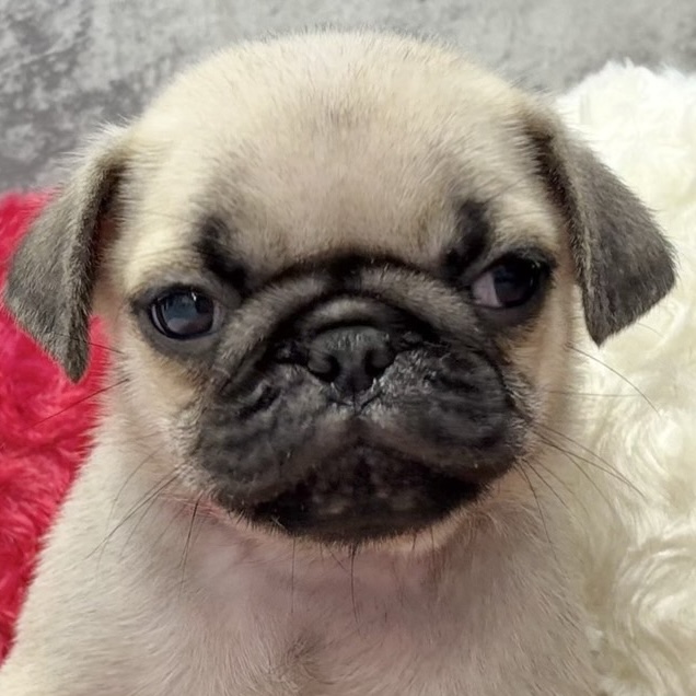 パグ男の子の写真