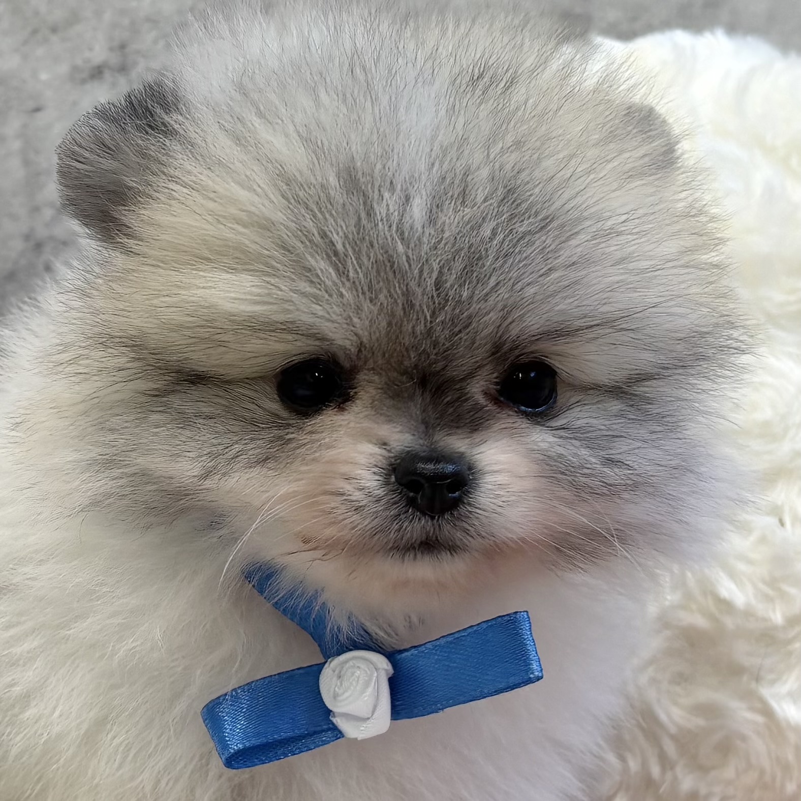 ポメラニアン女の子の写真