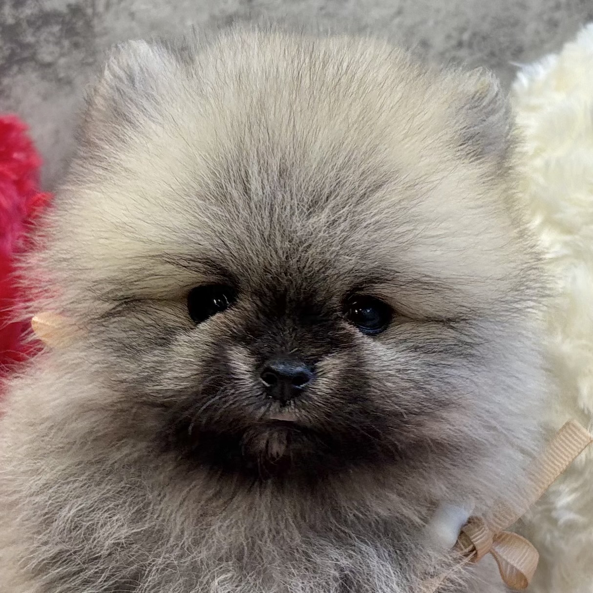 ポメラニアン女の子の写真