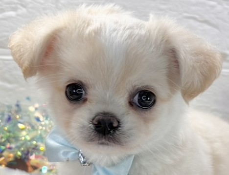 チワワ（ロング）男の子の写真