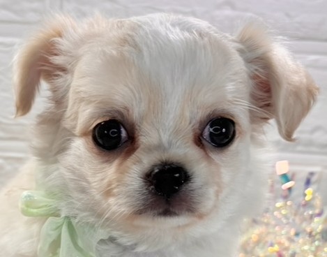 チワワ（ロング）女の子の写真