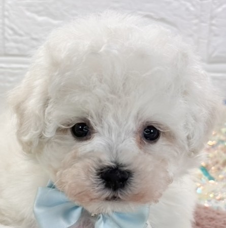 ハーフ犬女の子の写真