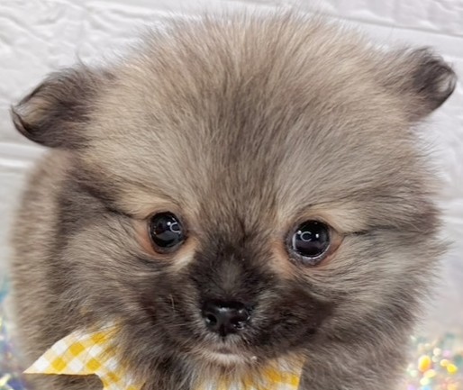 ハーフ犬男の子の写真