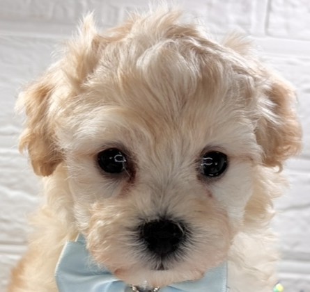 ハーフ犬男の子の写真