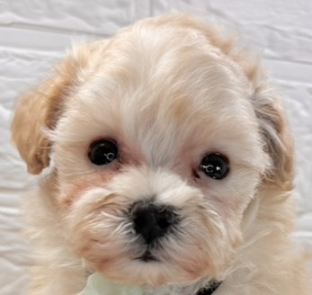 ハーフ犬女の子の写真