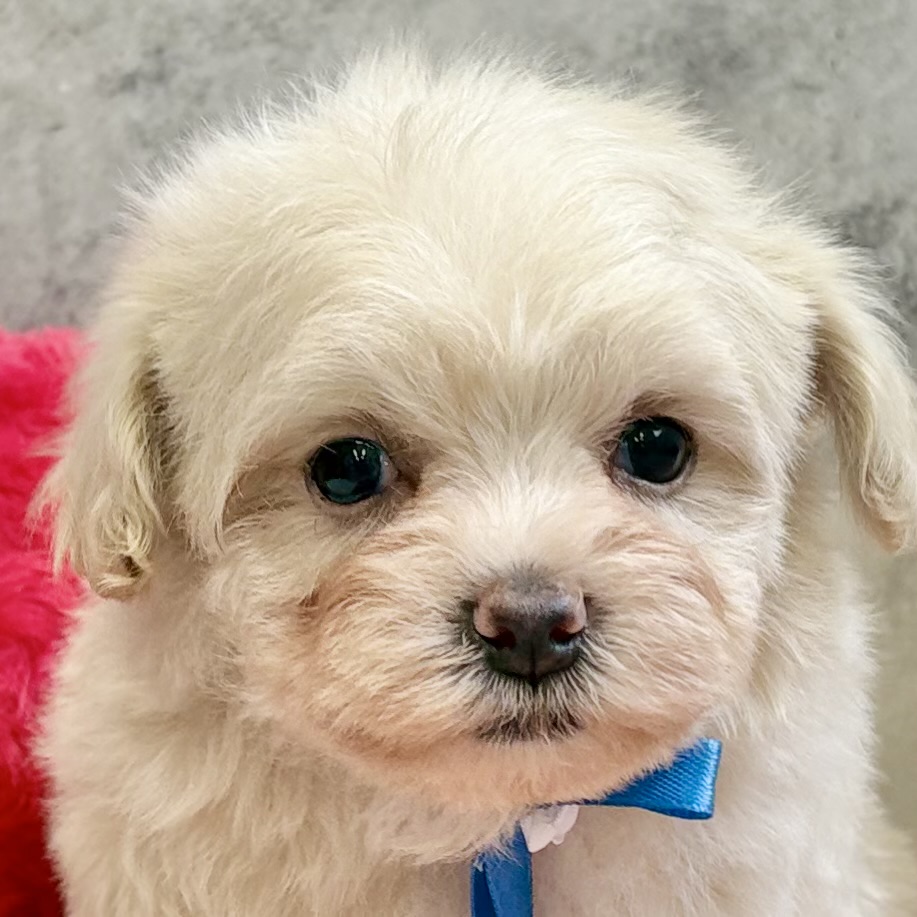 ハーフ犬男の子の写真