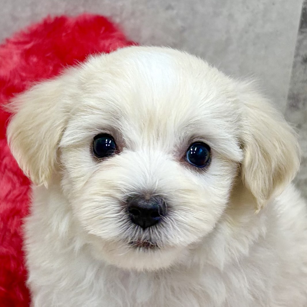 ハーフ犬女の子の写真