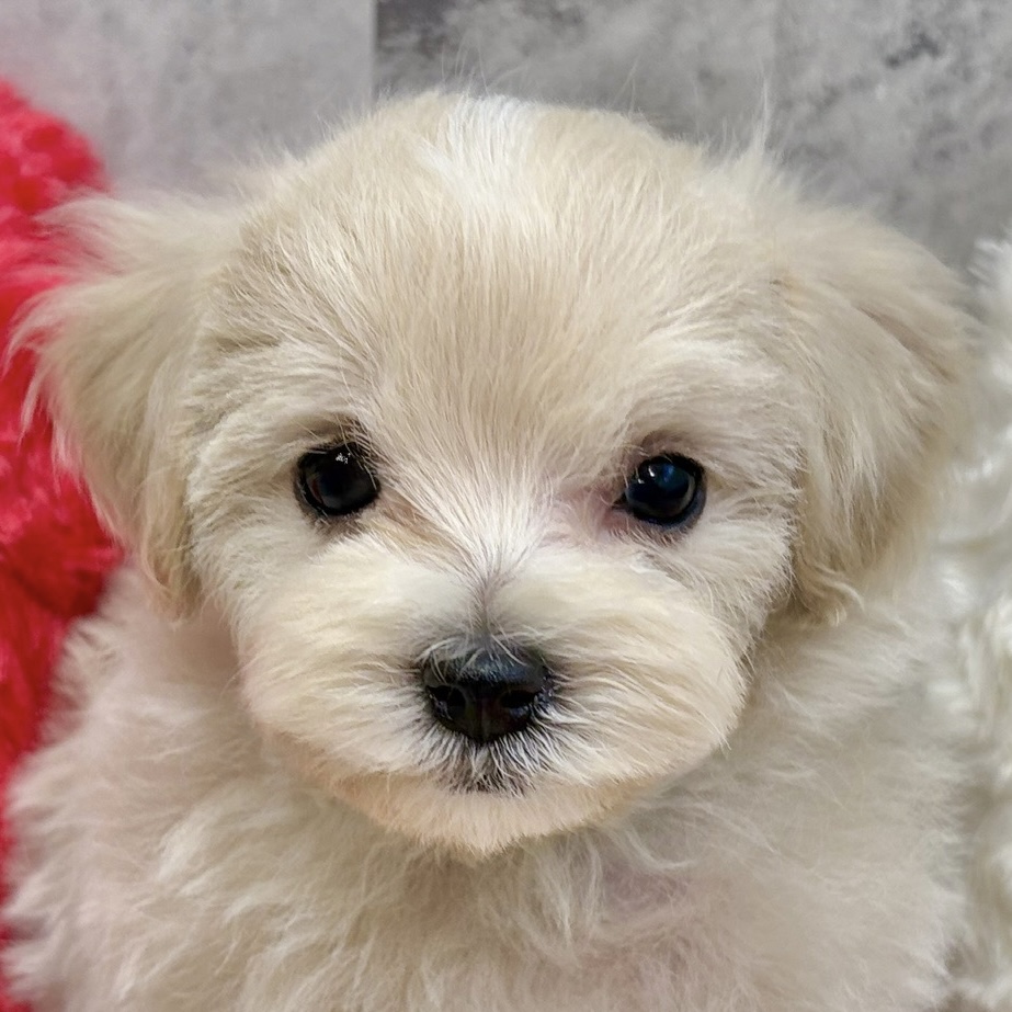 ハーフ犬男の子の写真