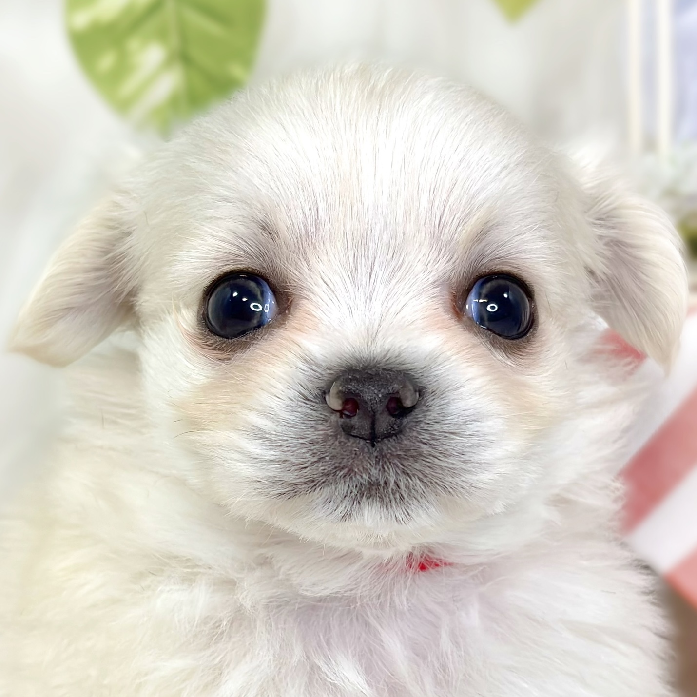 ハーフ犬男の子の写真