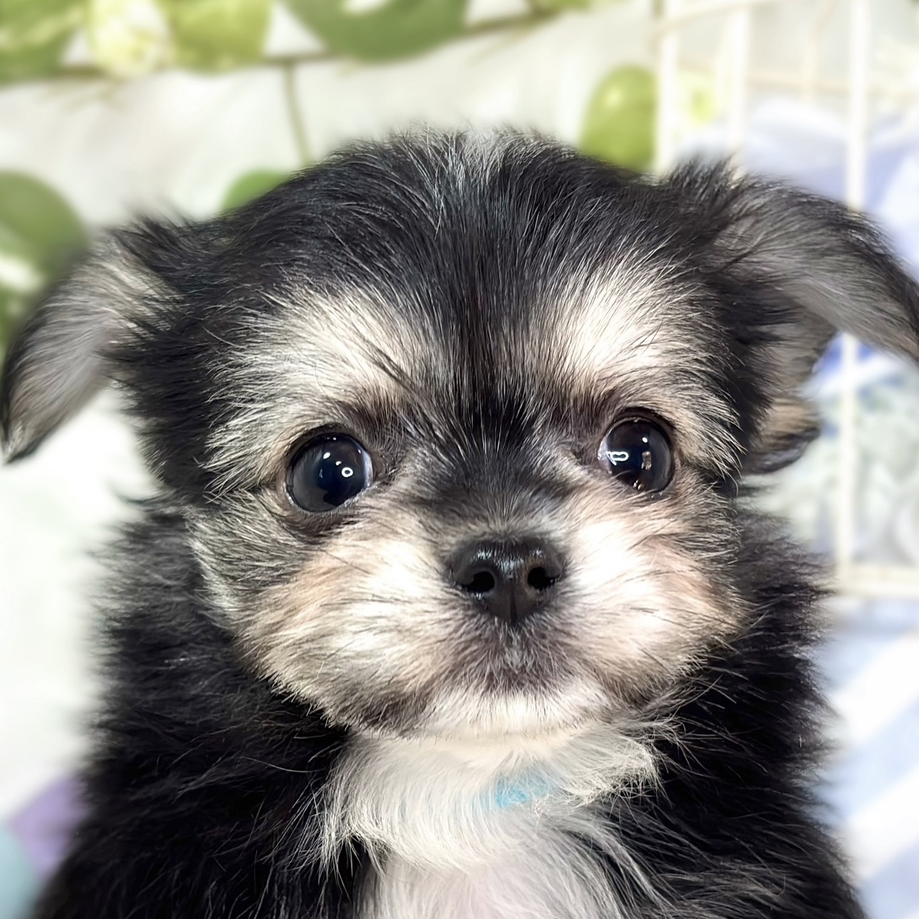 ハーフ犬男の子の写真