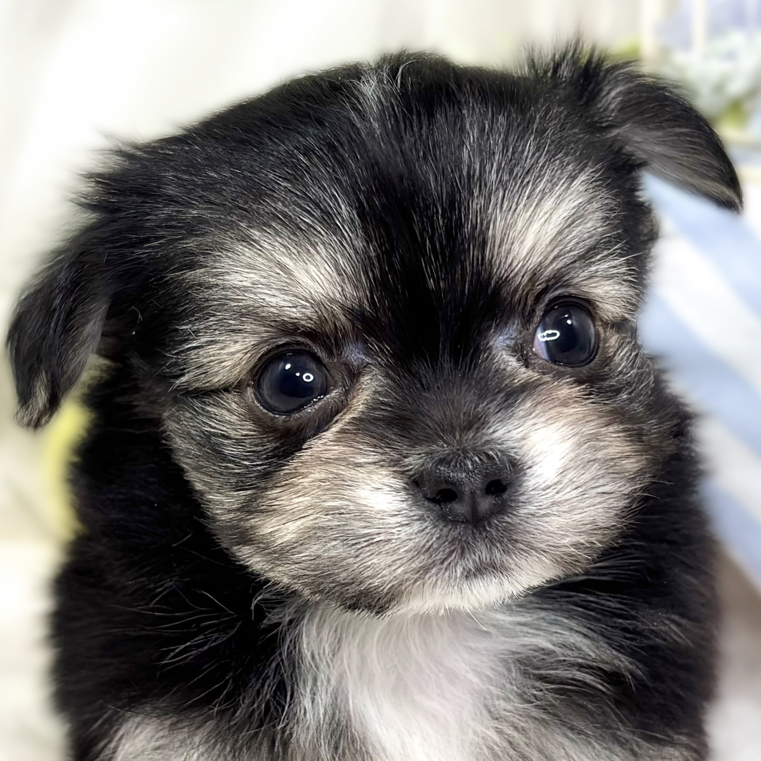 ハーフ犬男の子の写真