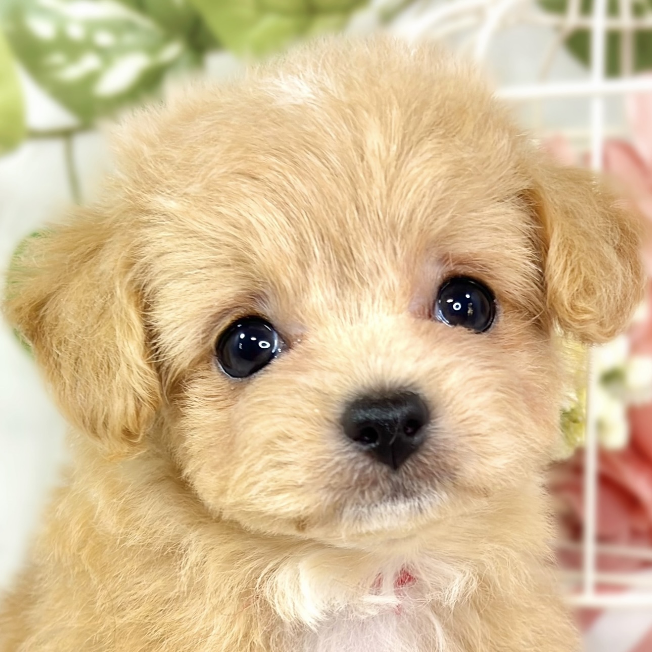 ハーフ犬女の子の写真