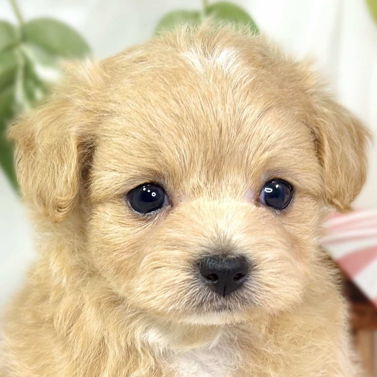 ハーフ犬女の子の写真