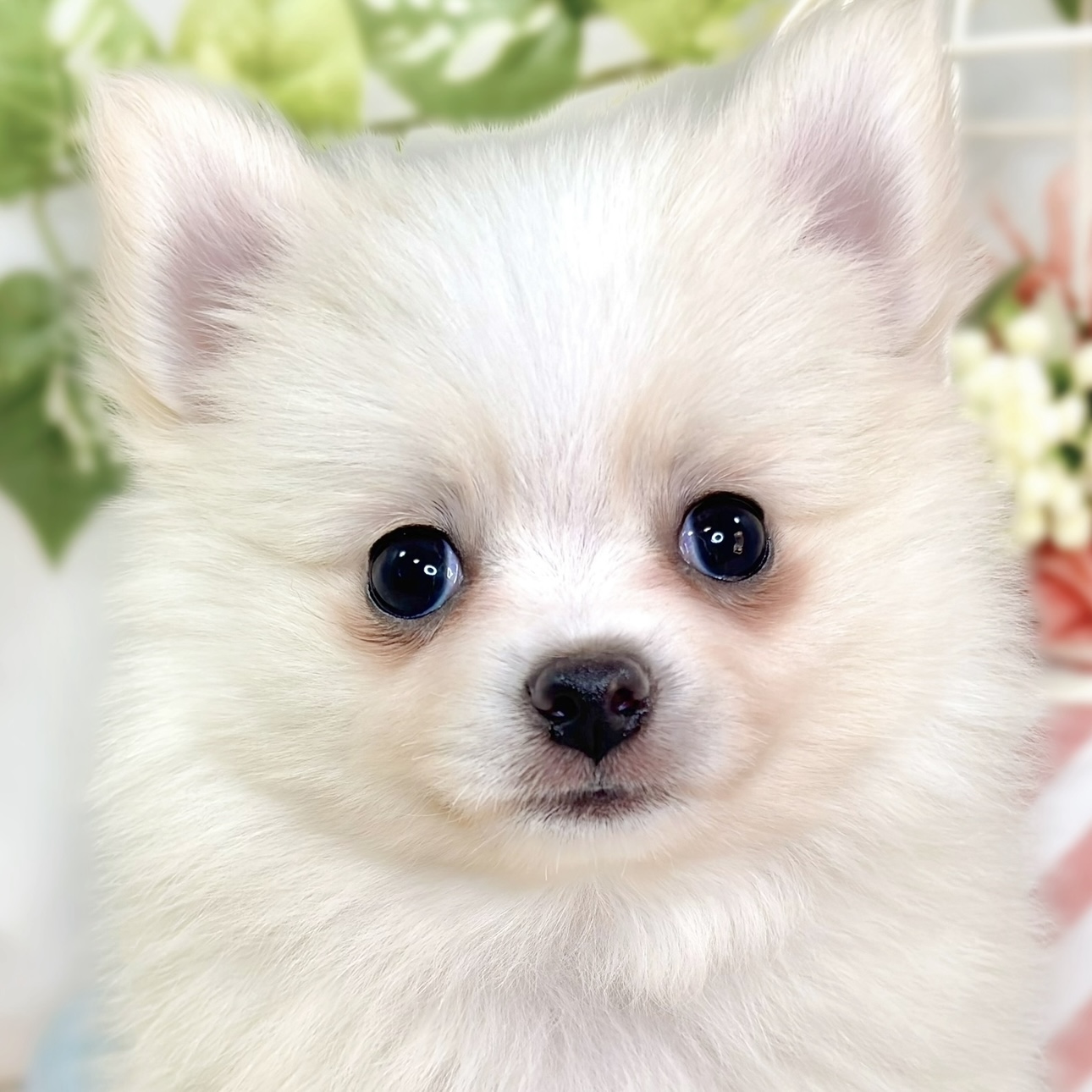 ハーフ犬女の子の写真