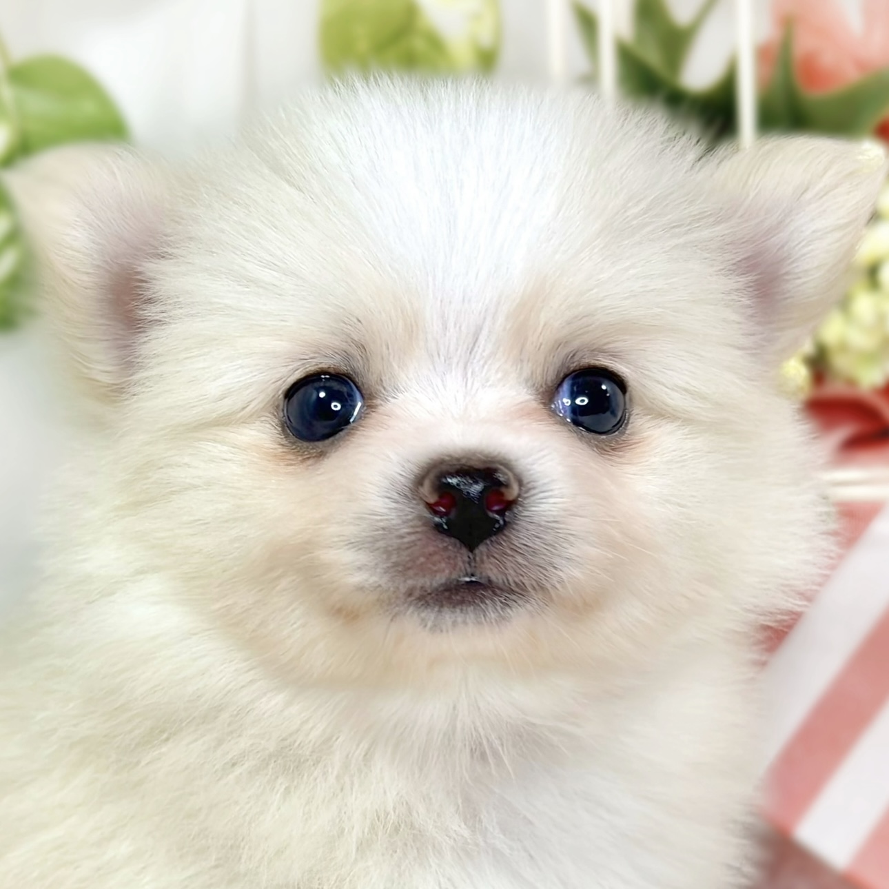 ハーフ犬女の子の写真