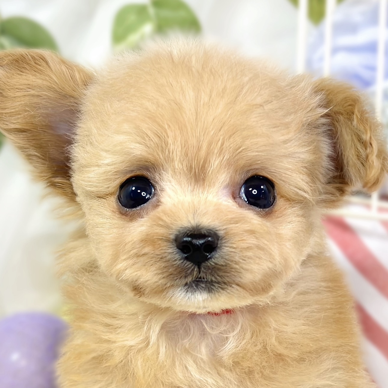 ハーフ犬男の子の写真