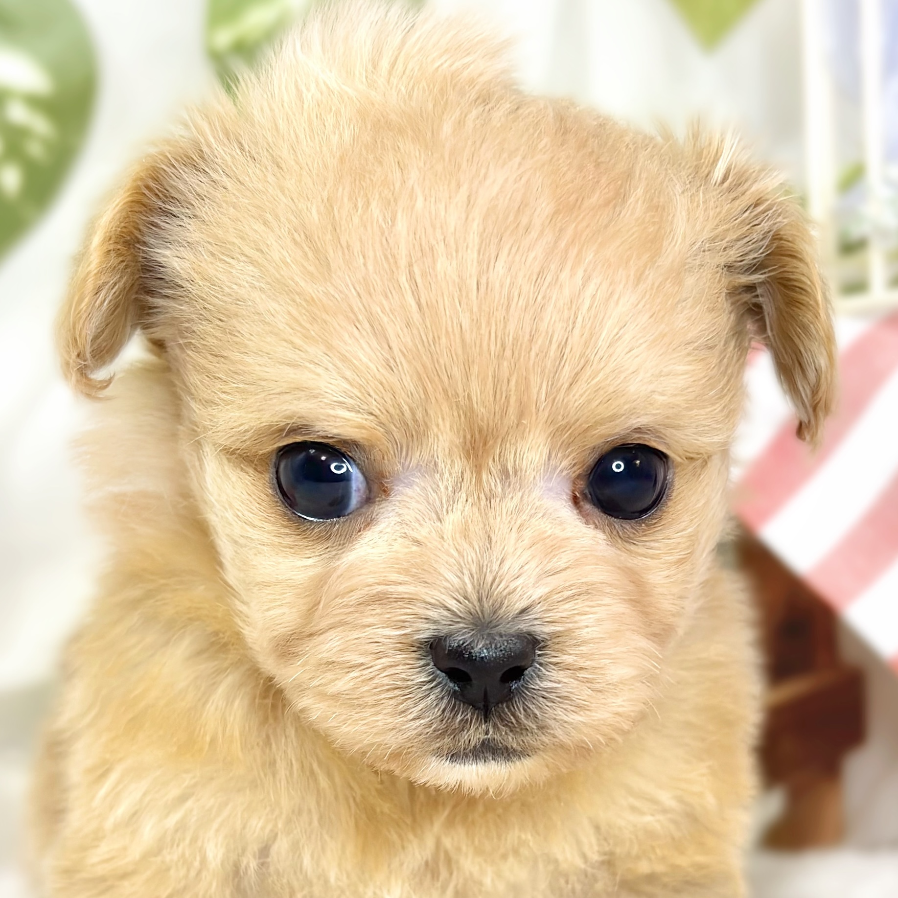 ハーフ犬男の子の写真