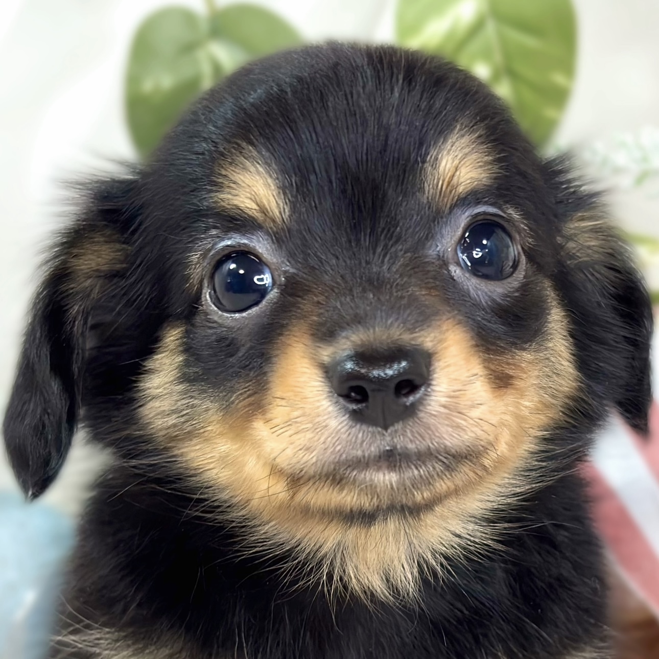 ハーフ犬男の子の写真