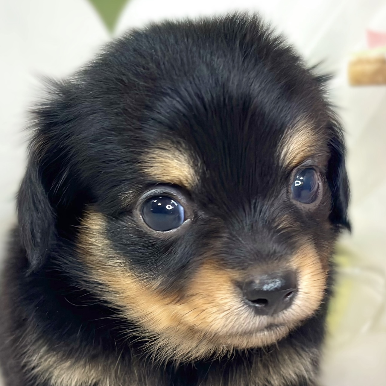 ハーフ犬男の子の写真