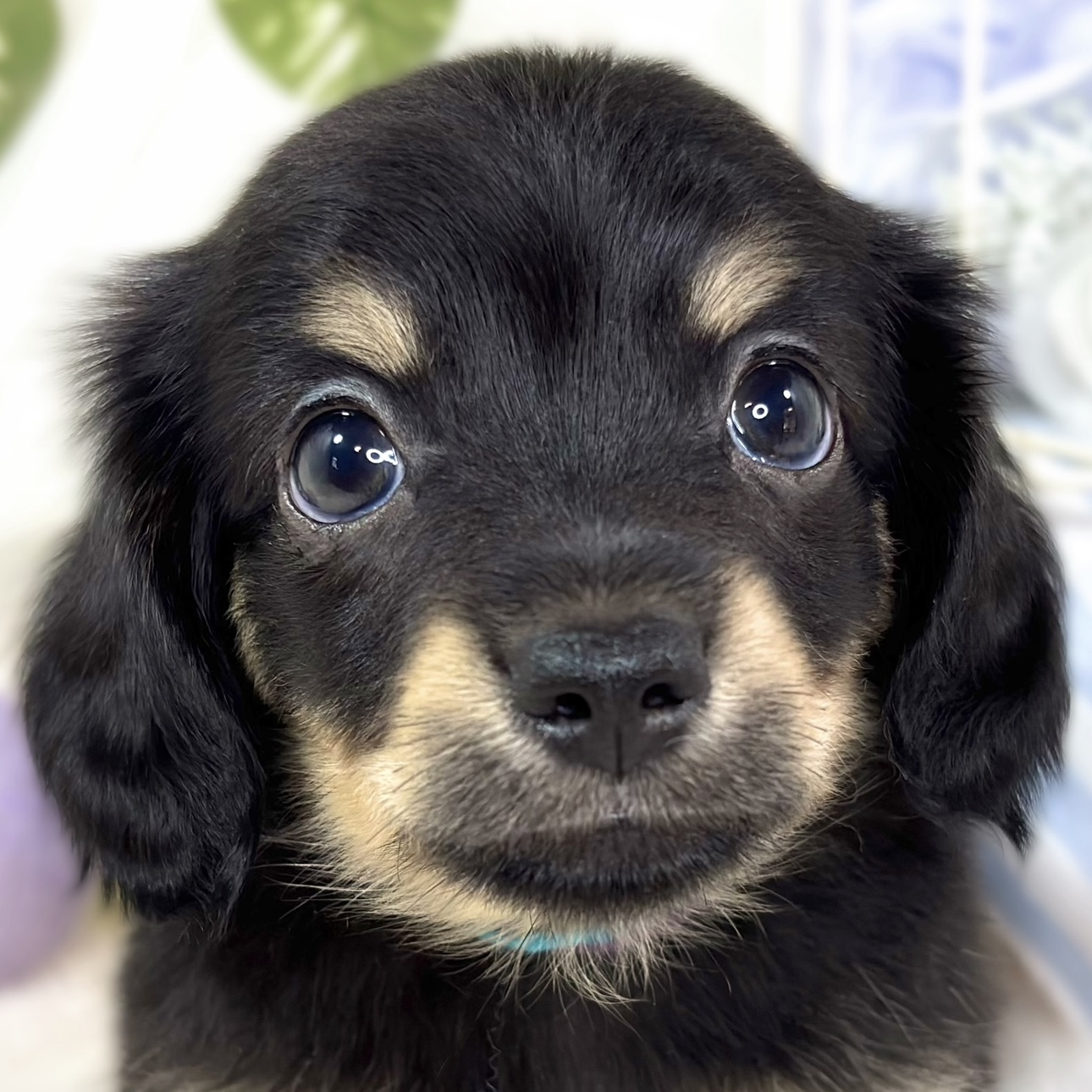 ハーフ犬男の子の写真