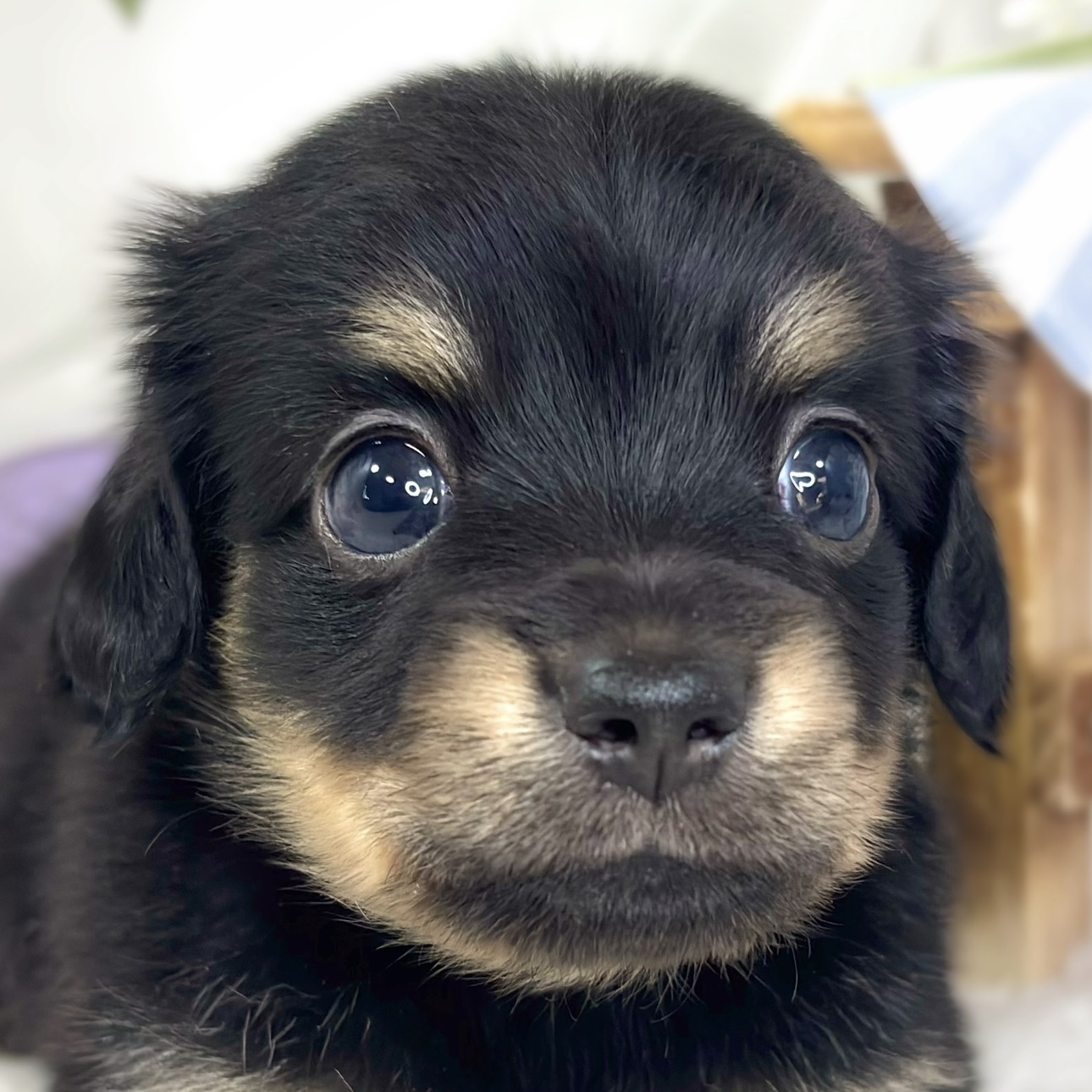 ハーフ犬男の子の写真