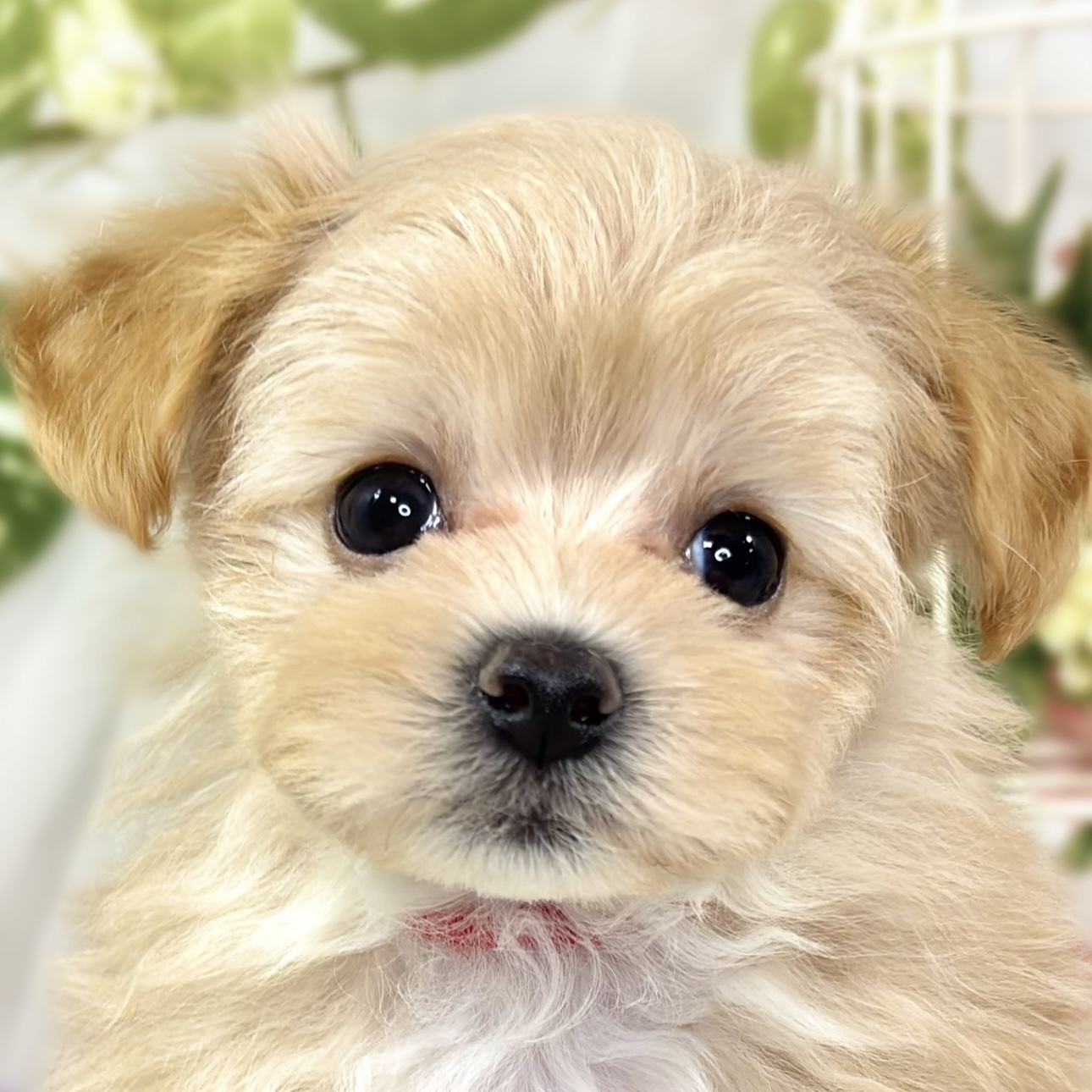 ハーフ犬女の子の写真