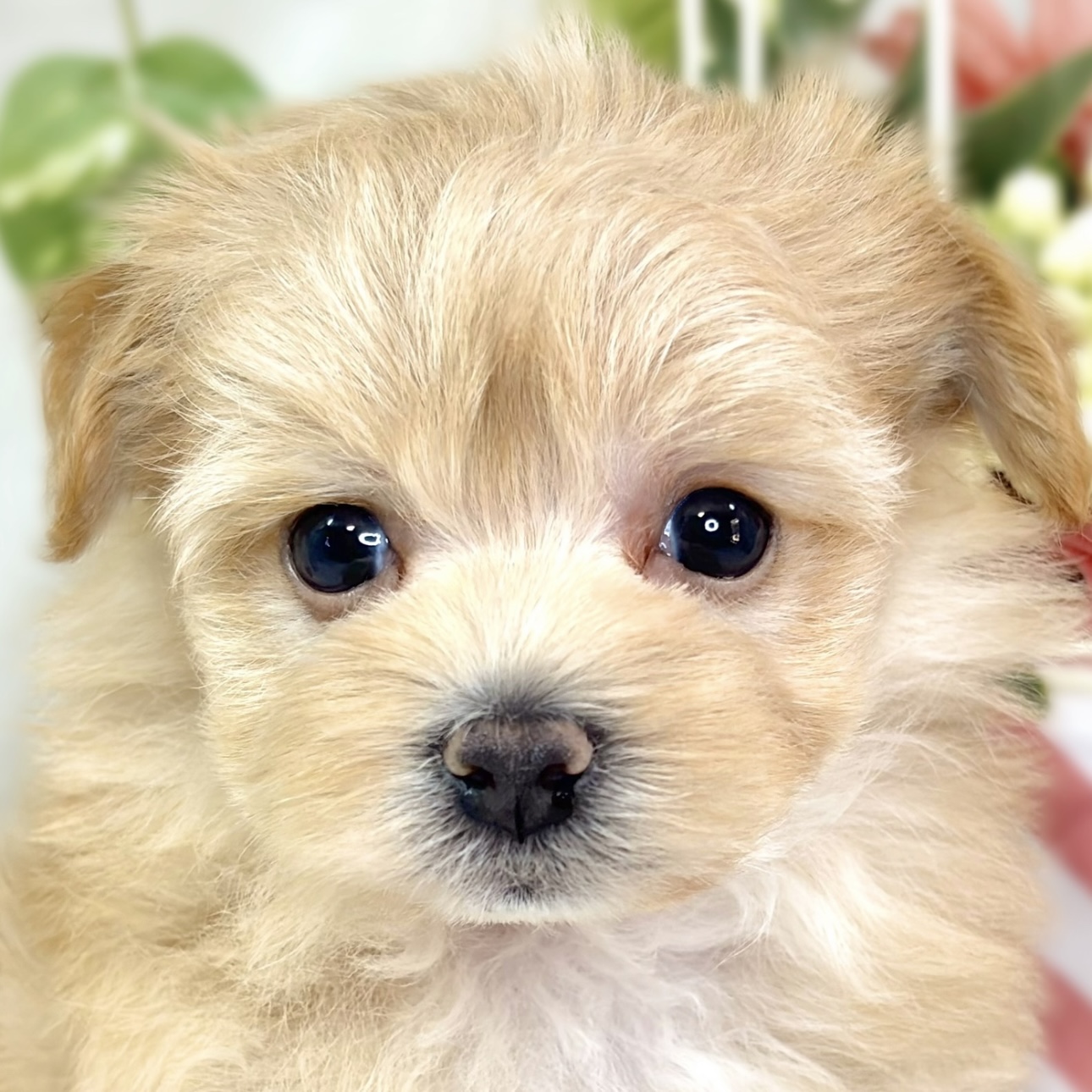 ハーフ犬女の子の写真