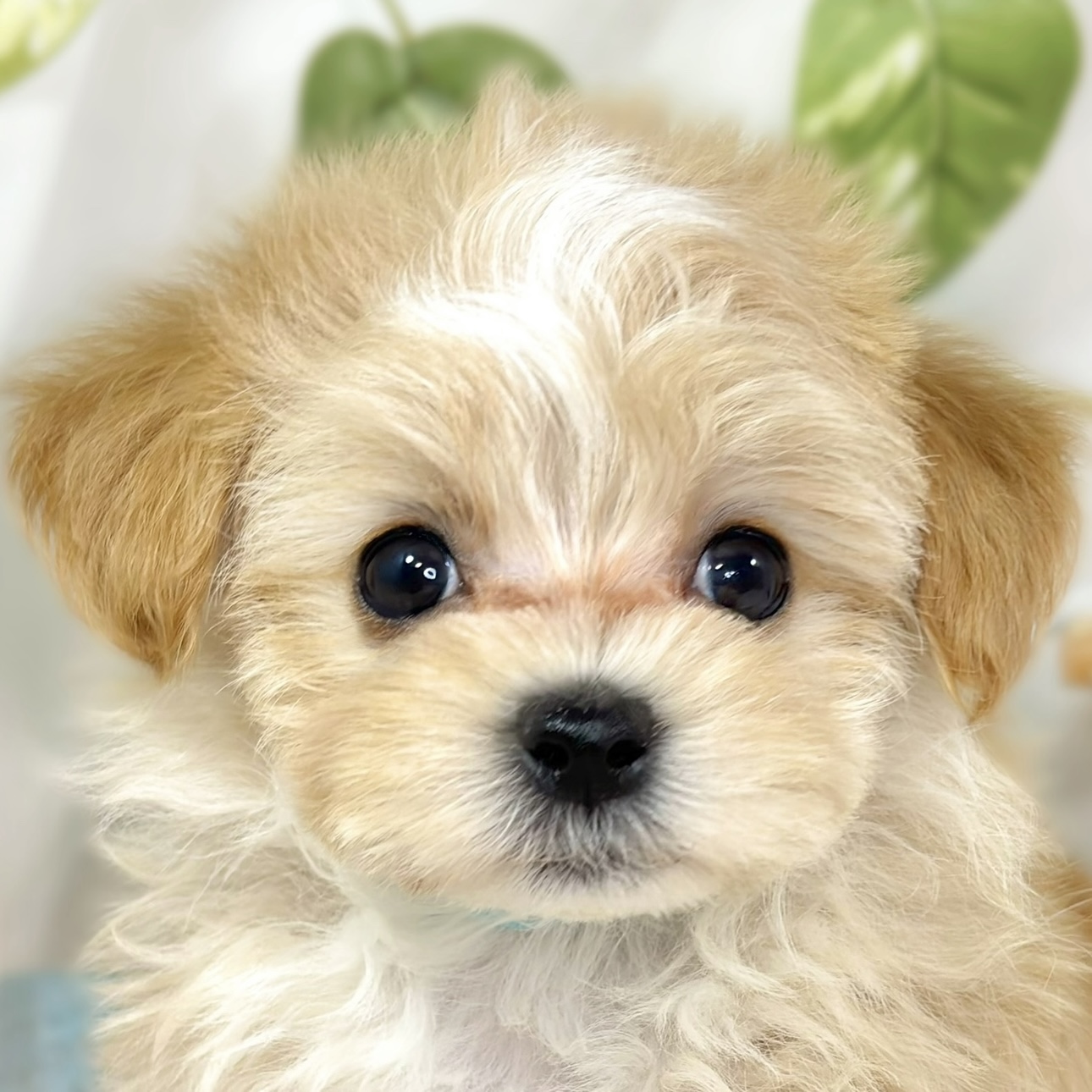 ハーフ犬男の子の写真