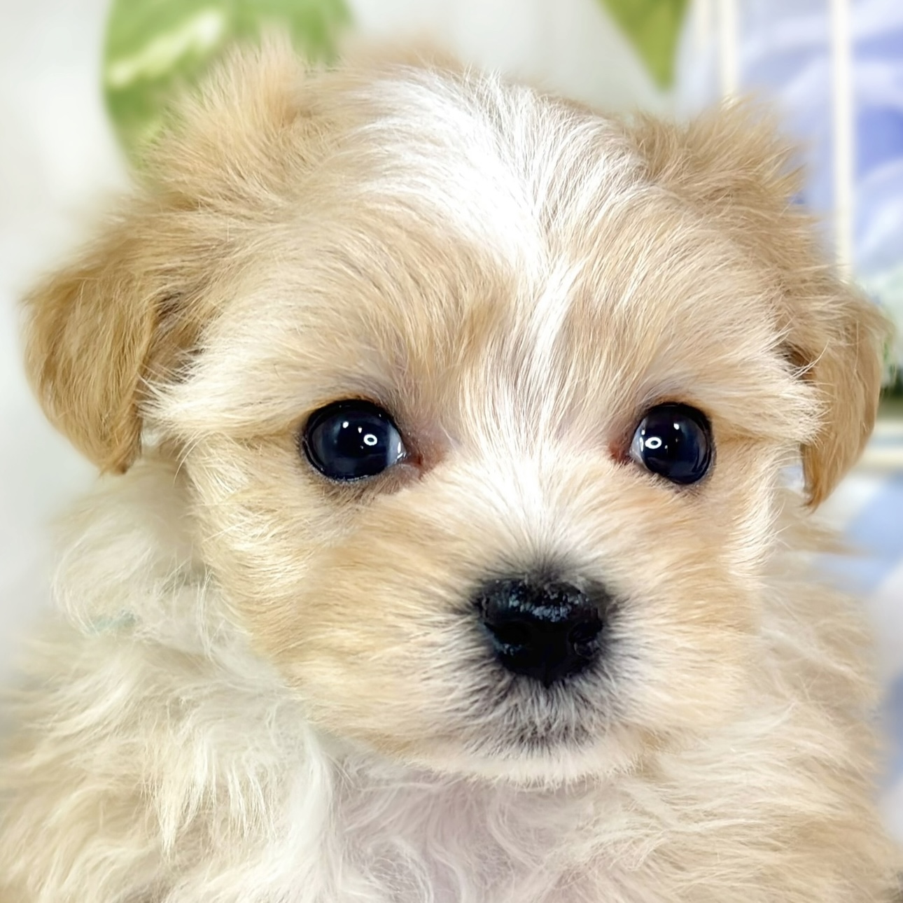 ハーフ犬男の子の写真