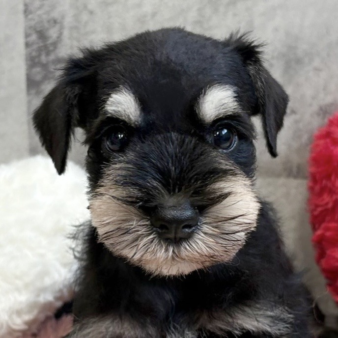 ミニチュアシュナウザー男の子の写真