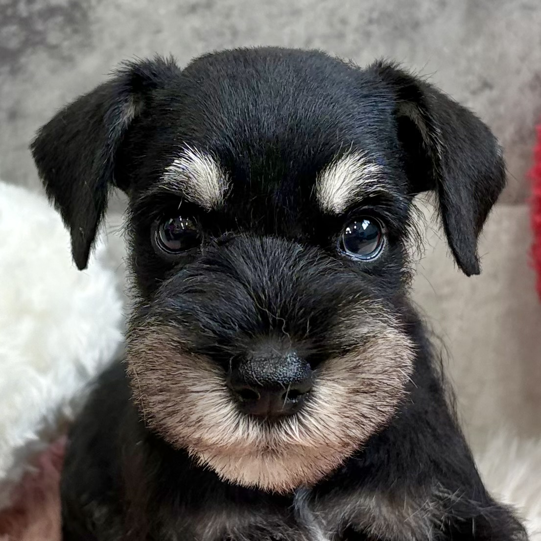 ミニチュアシュナウザー男の子の写真