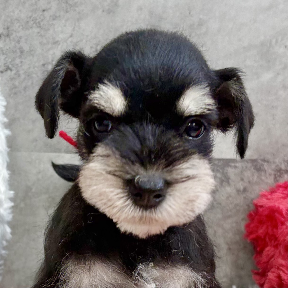 ミニチュアシュナウザー女の子の写真