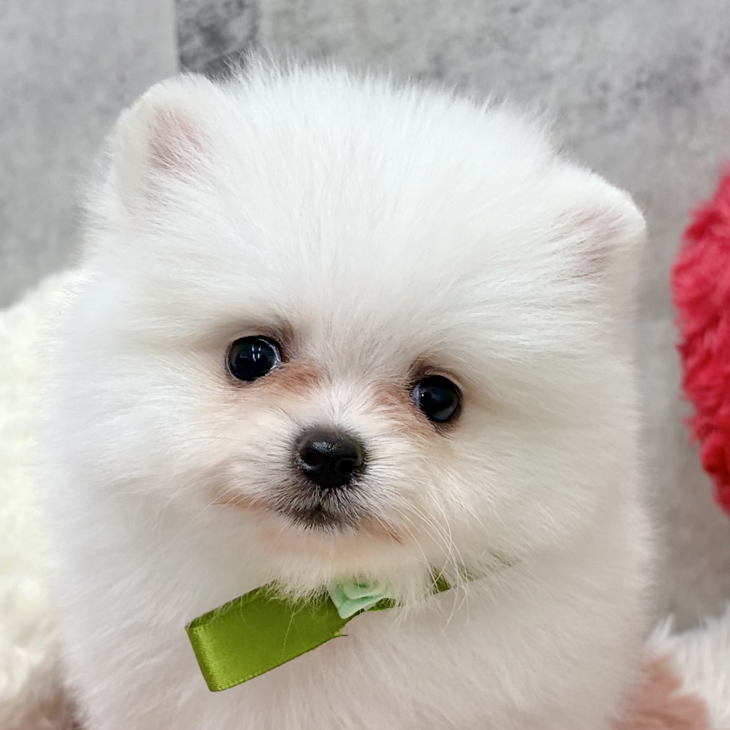 ポメラニアン男の子の写真