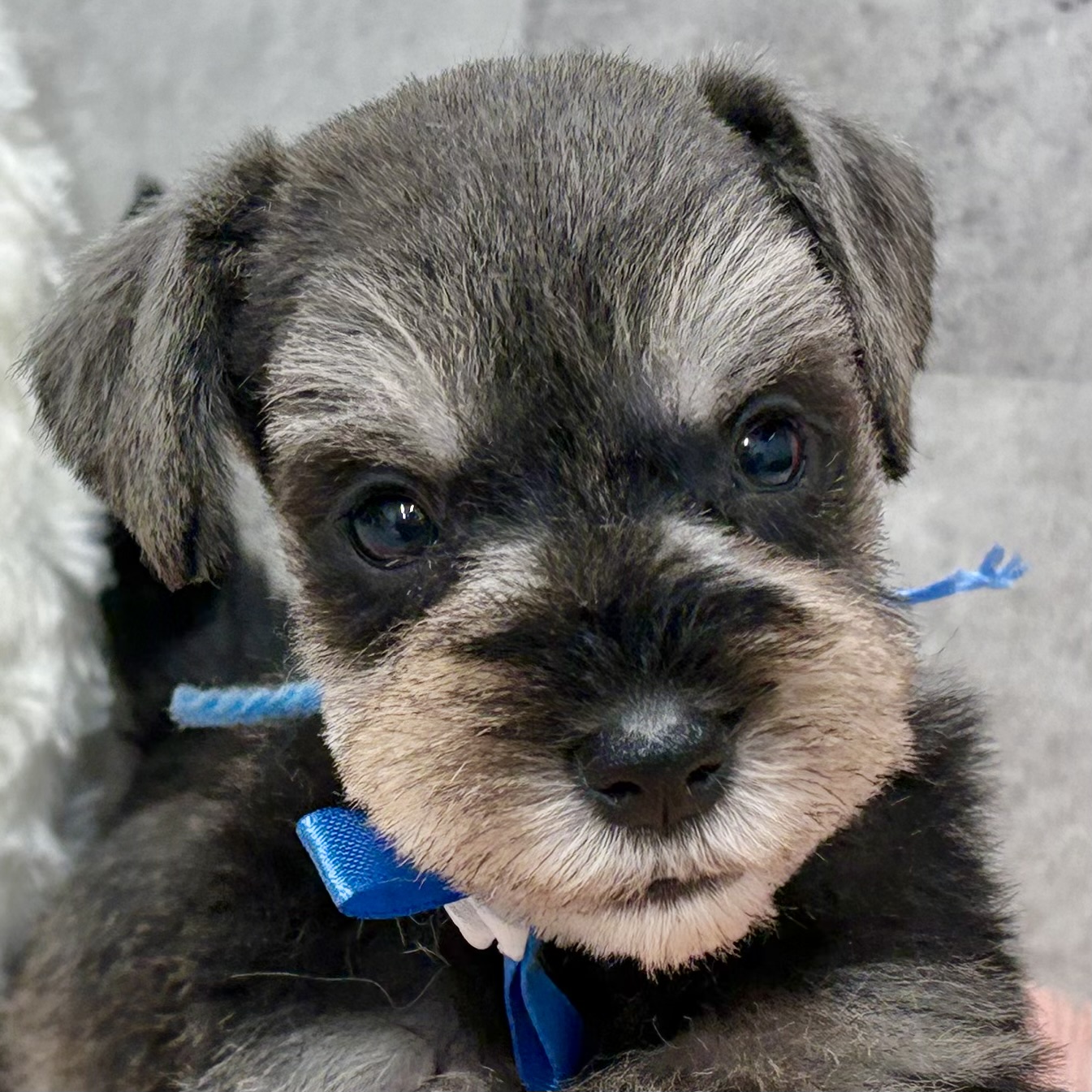 ミニチュアシュナウザー女の子の写真