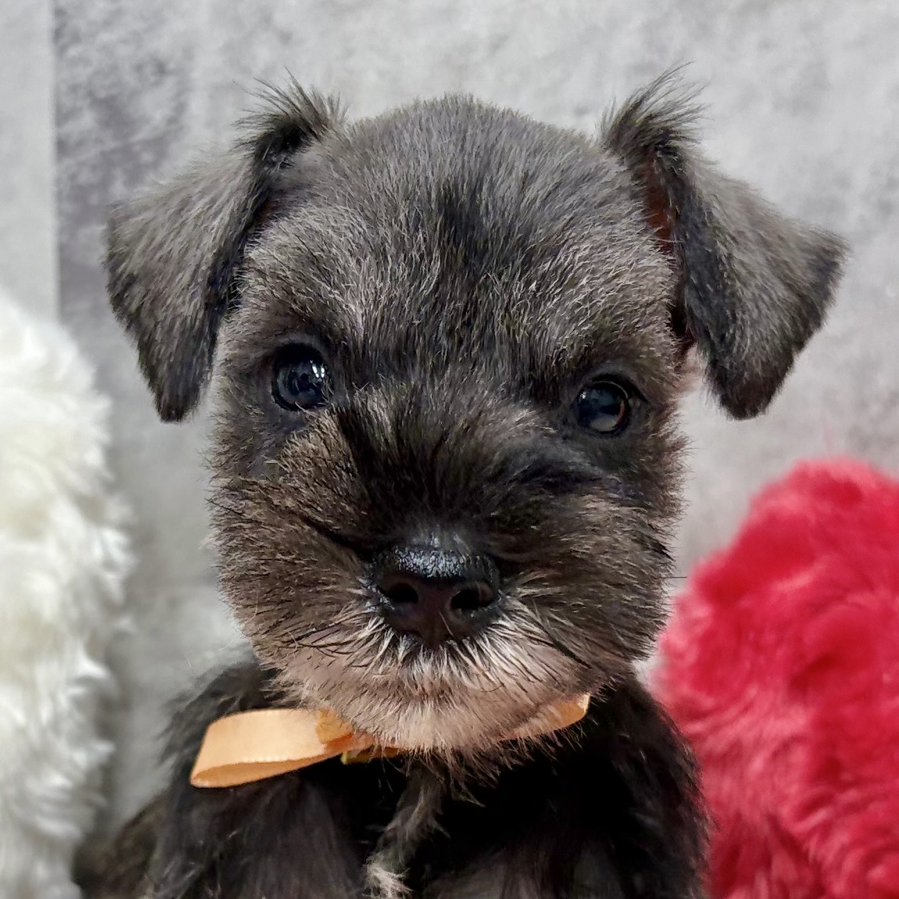 ミニチュアシュナウザー女の子の写真