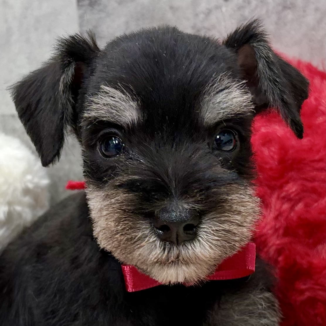 ミニチュアシュナウザー男の子の写真