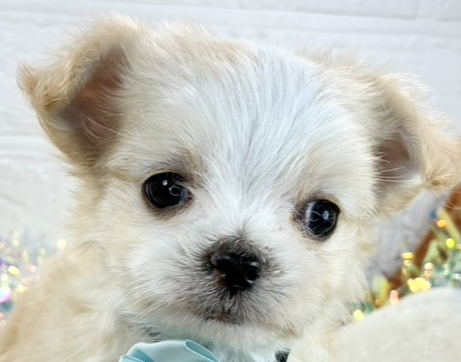 ハーフ犬女の子の写真