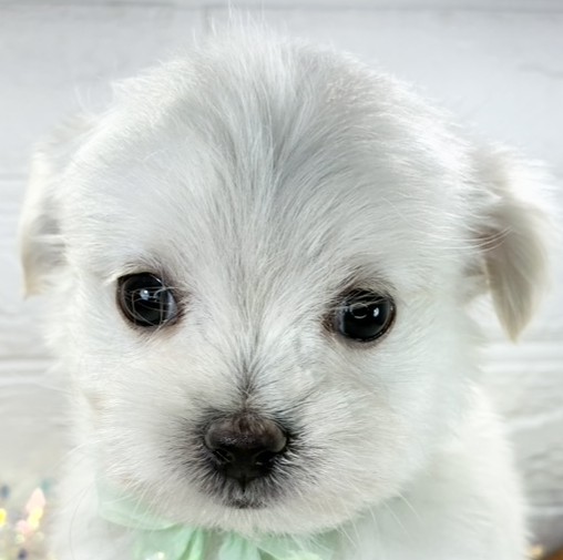 ハーフ犬男の子の写真