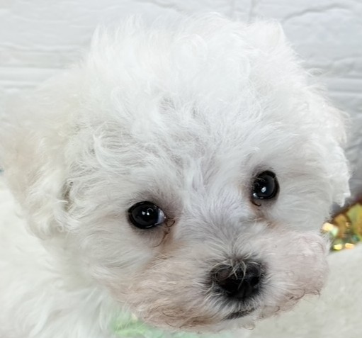 ハーフ犬女の子の写真