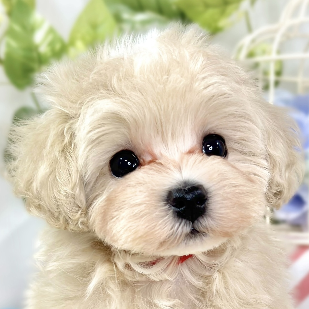 ハーフ犬男の子の写真