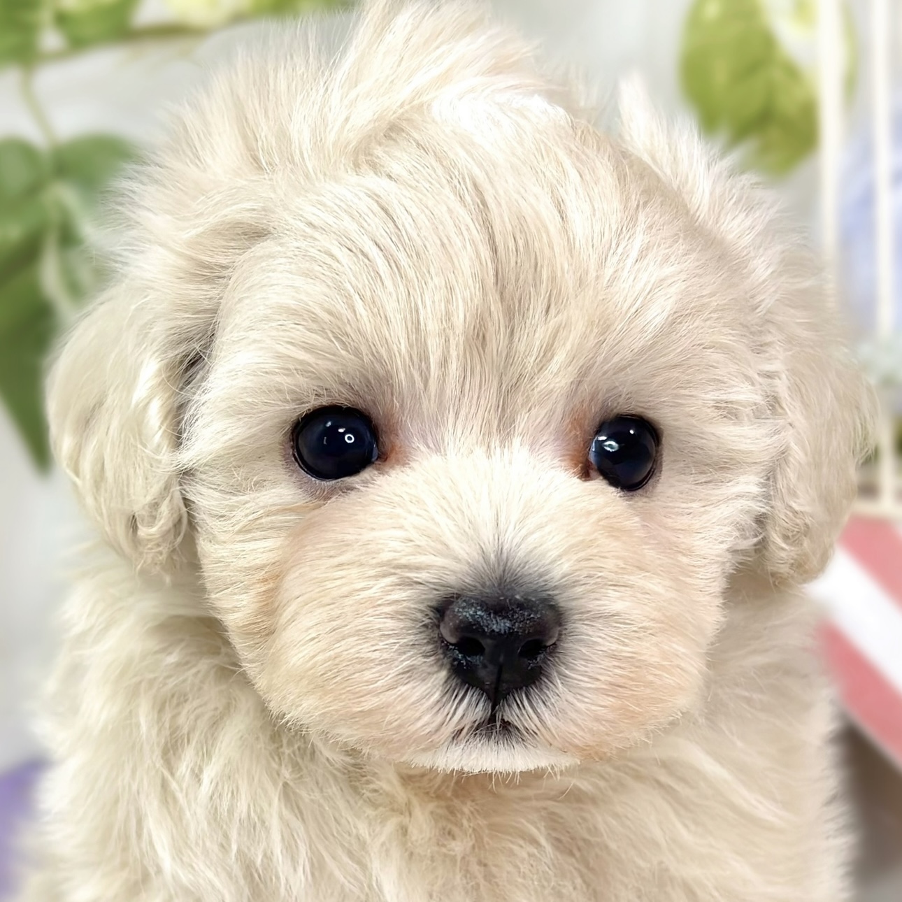 ハーフ犬男の子の写真