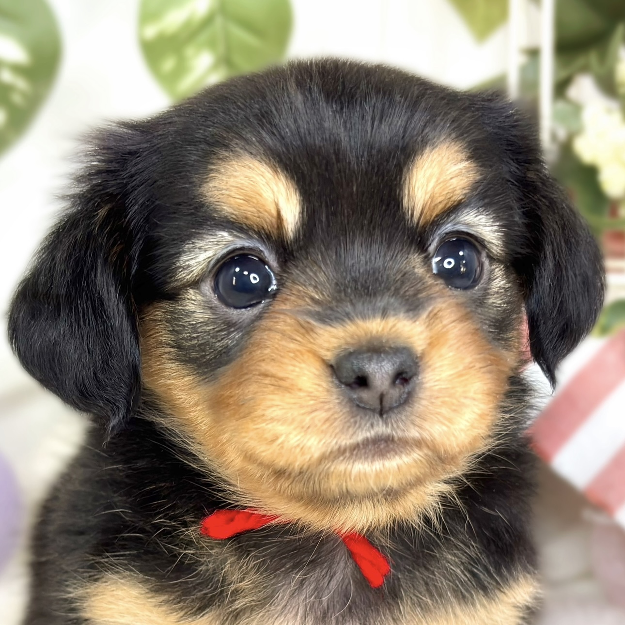 ハーフ犬女の子の写真