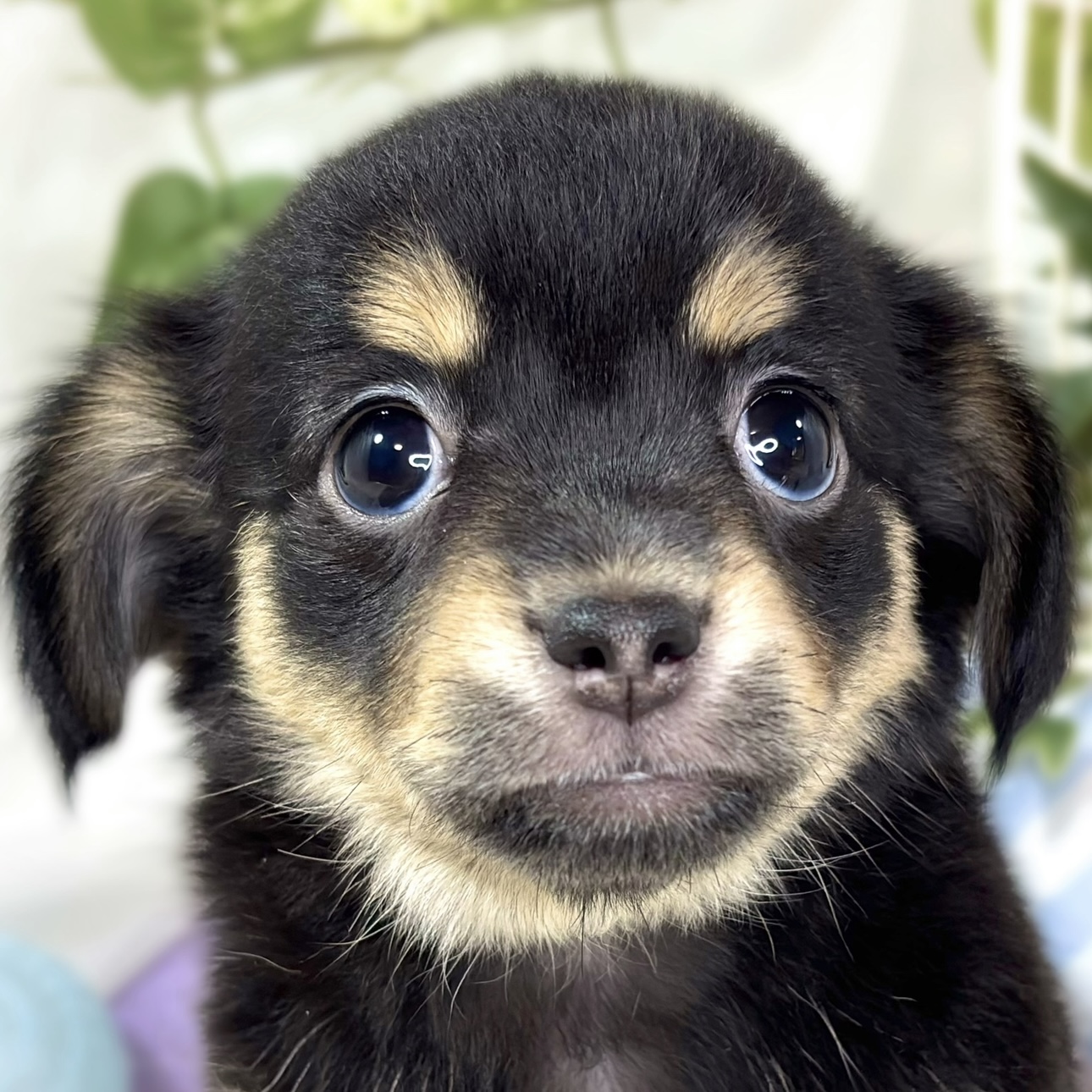 ハーフ犬女の子の写真