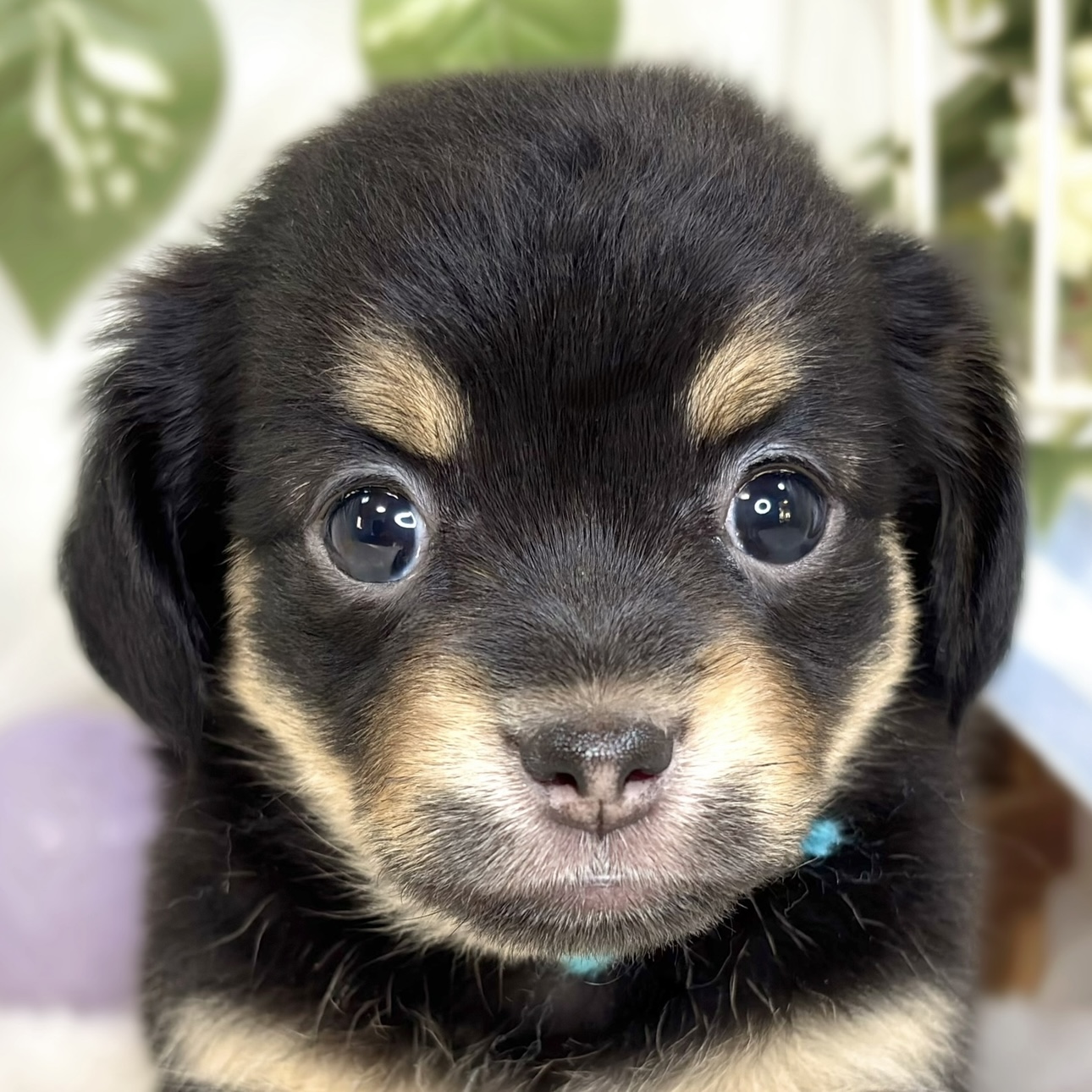 ハーフ犬女の子の写真