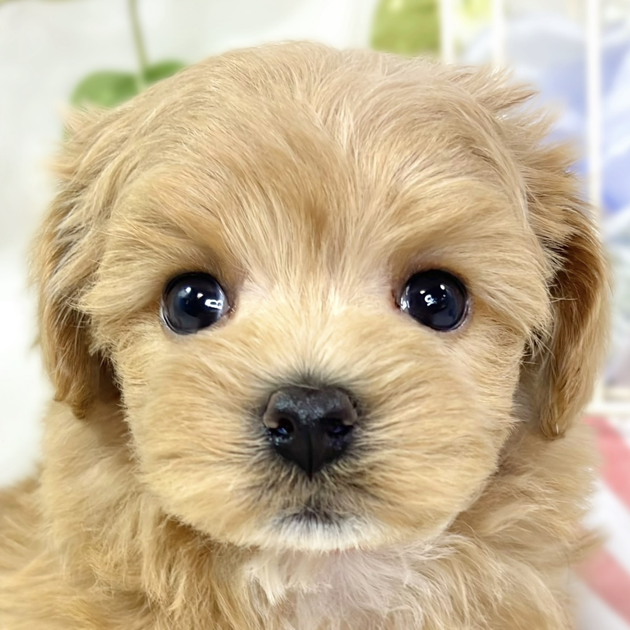 ハーフ犬男の子の写真