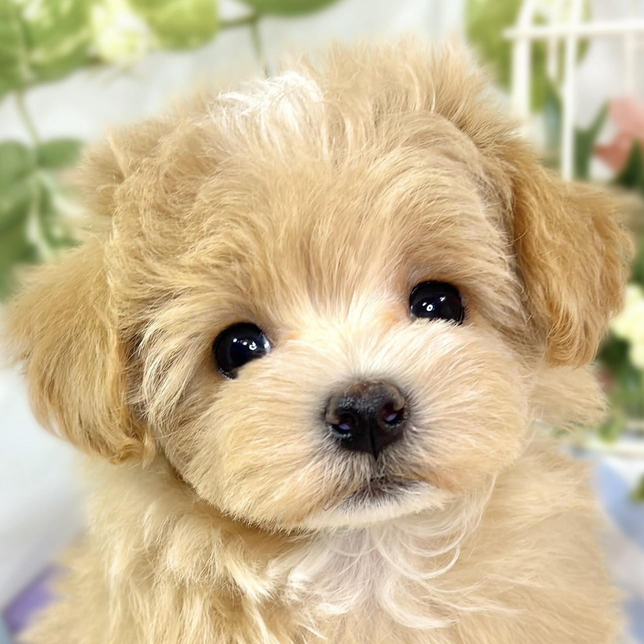 ハーフ犬女の子の写真