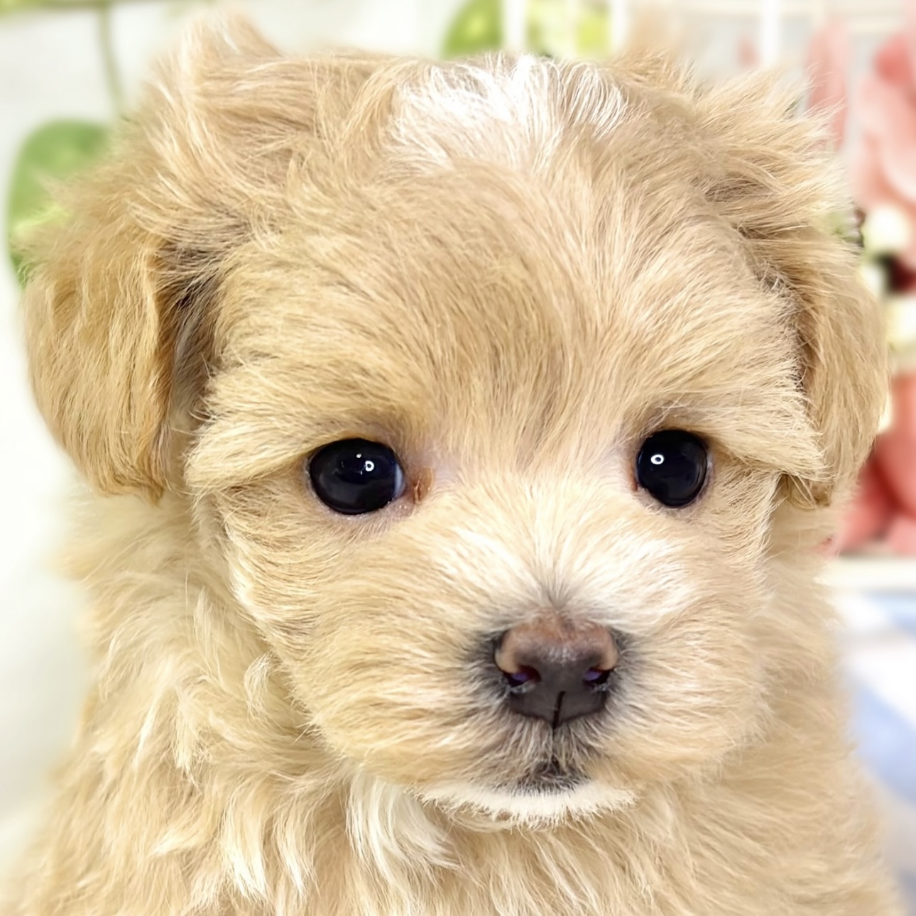 ハーフ犬女の子の写真